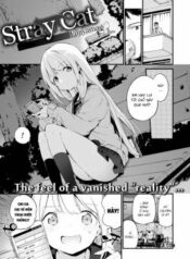stray-cat.jpg