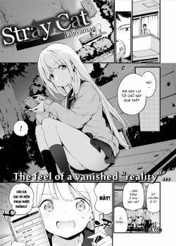 stray-cat.jpg